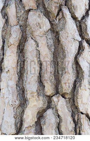 Close-up Of A Beautiful Structurd Bark Of A Black Pine Tree In The Forest. View To A Detailed Bark O