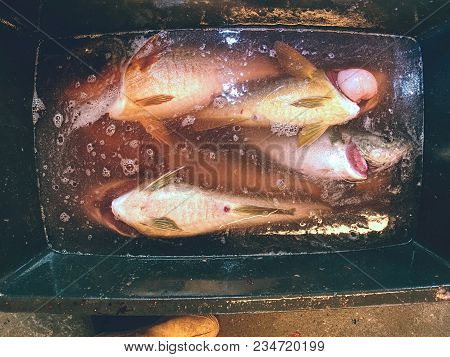 Freshly Caught Cod Fish In Black Plastic Crate With Other Catches. The Fish Last Opening His Mouth A