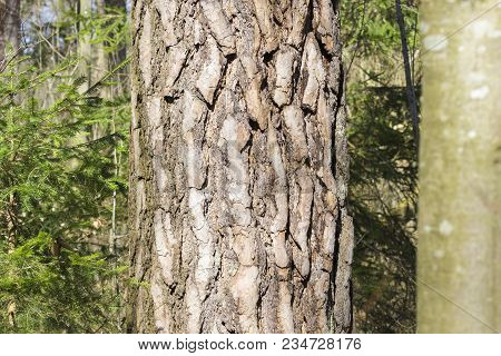Close-up Of An Big Old Black Pine Tree In The Forest. View To An Beautiful Old Black Pine Tree In Sp