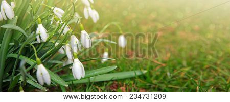 White Small Flowers In Shape Of Drops Under The Bright Sun. Spring Picture.