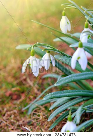 White Small Flowers In Shape Of Drops Under The Bright Sun. Spring Picture.