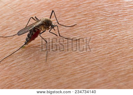 Aedes Aegypti Mosquito. Close Up A Mosquito Sucking Human Blood,
