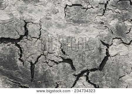 Black Cracks On White And Gray Background. Gray And White Background. Barren Earth. Dry Cracked Eart