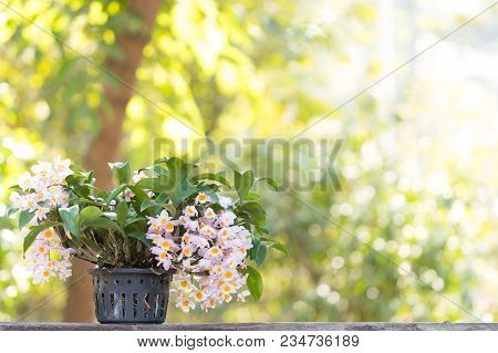 Beautiful Wild Flower Orchid,dendrobium Palpebrae Lindl.,rare Species Of Wild Orchids