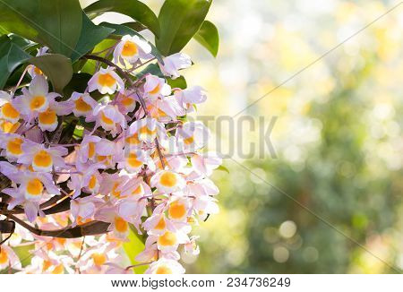 Beautiful Wild Flower Orchid,dendrobium Palpebrae Lindl.,rare Species Of Wild Orchids