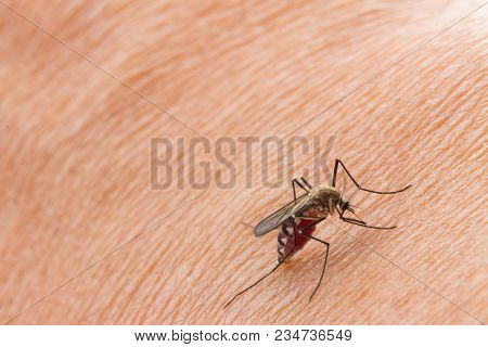 Aedes Aegypti Mosquito. Close Up A Mosquito Sucking Human Blood,