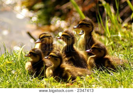 Ducklings