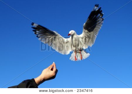 Seagull jagen Chips