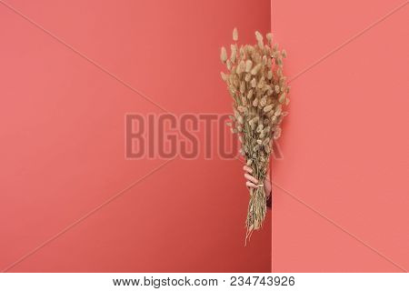 Woman Sticking Out Lagurus Bouquet Behind Wall On Red