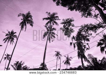 Palmtrees Rising In The Pink Evening Sky