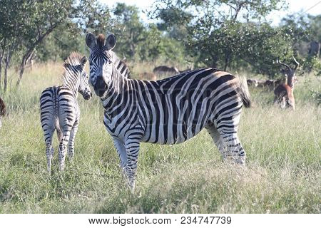 This Is A Zebra In South Africa