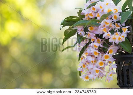 Beautiful Wild Flower Orchid,dendrobium Palpebrae Lindl.,rare Species Of Wild Orchids