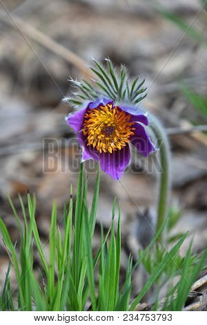 Close Up Early Bloomer Purple Pulsatilla Flower Head (windflower, Mayflower, Pasqueflower) In Green 