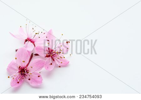 Vivid Pnk Cherry Blossom In Spring Time On White Background. Negative Space.