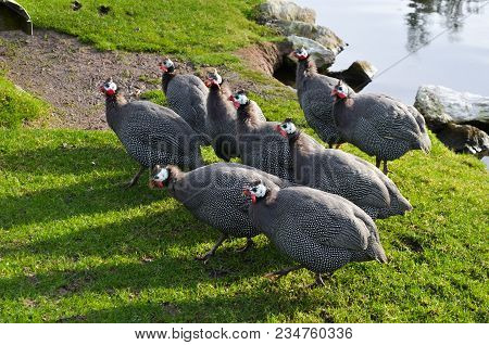 Galeeny Galliney Guineafowl Guinea Fowl Chicken Duck Bird Feathers Flock  Grass Pond Lake Pet