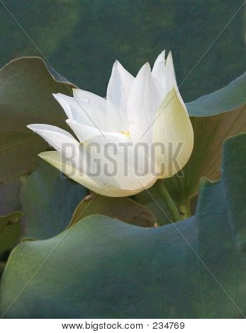 Lotus yaprakları ile