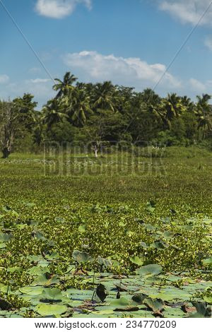 Water Lilies On The Wetland Near Matara In Sri Lanka