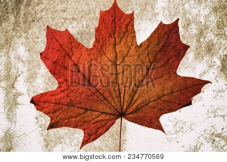 Beautiful Autumn Red Yellow Maple Dry Leaf On A Light Background Artwork Closeup.