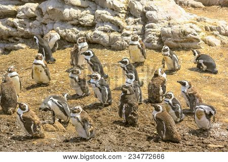 African Penguins Colony