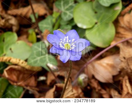 Hepatica Nobilis (liverleaf Or Liverwort) Growing In Woodland Undergrowth