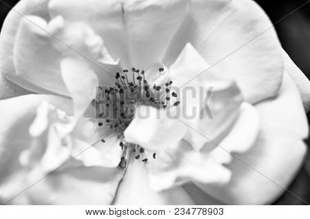 Wild Rose Flower Macro Shot In Black And White