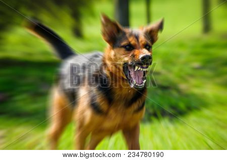 Angry Dog With Bared Teeth Outdoor On Green Background
