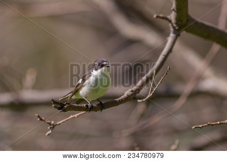 Flycatcher In The Spring On A Tree Branch (ficedula Hypoleuca)