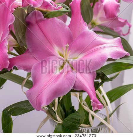 Close-up Of Pink Liles Flowers.  Common Names For Species In This Genus Include Fairy Lily Rainflowe