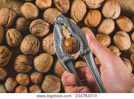 Cracking The Hazelnut Using Nut Cracker In Man Hand