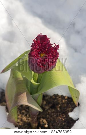 Curly Tulip In The Snow. 