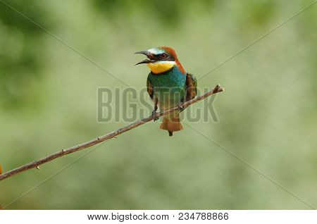 European Bee-eater (merops Apiaster) Sitting On A Branch, Opened Its Beak From The Heat.