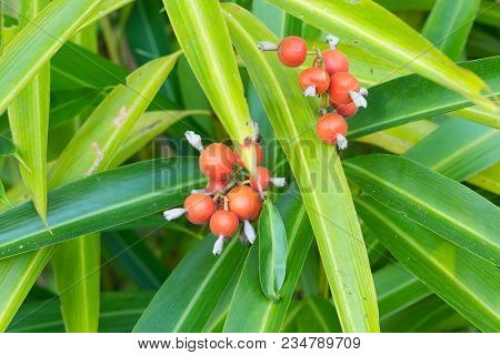 Camphor Seeds,  Siam Cardamon, Clustered Cardamom. - Amomum Testaceum Ridl. - Zingiberaceae.