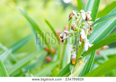 Camphor Seeds,  Siam Cardamon, Clustered Cardamom. - Amomum Testaceum Ridl. - Zingiberaceae.