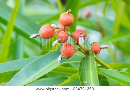 Camphor Seeds,  Siam Cardamon, Clustered Cardamom. - Amomum Testaceum Ridl. - Zingiberaceae.
