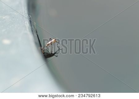 Gnats; Mosquitoes; Larvae,mosquito Larvae In Dirty Water And Young Mosquitoes,instar With Shell Mosq