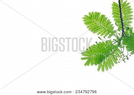 Top View Tropical Tree Leaves With Copy Space On White Isolated For Green Foliage Background