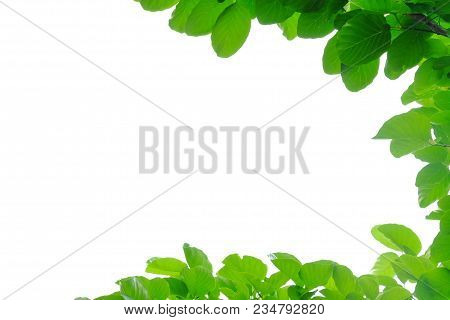 Top View Tropical Tree Leaves On White Isolated Background For Green Foliage Pattern