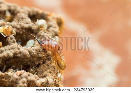 Ermites Damage Home, Macro Close Up Termites In Anthill
