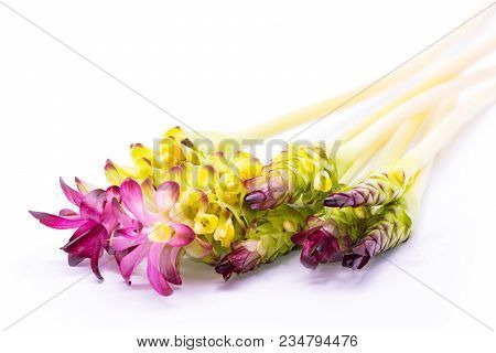 Siam Tulip,herb Plant Isolate On White Background.