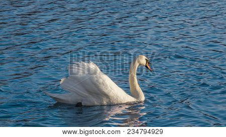 Graceful White Swan Swimming In The Lake, Swan In The Wild