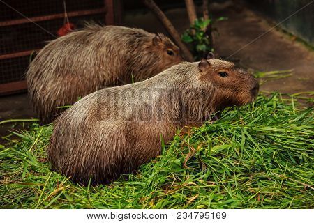 A Capybara Is The Largest Rodent In The World, Closely Related To Guinea Pigs With Long Light Brown 