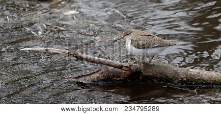 Solitary Sandpiper (tringa Solitaria) By The Water Edge. Wild Nature Of Ukraine. Free Nature. Bird I