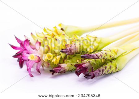 Siam Tulip,herb Plant Isolate On White Background.