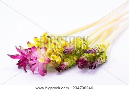 Siam Tulip,herb Plant Isolate On White Background.