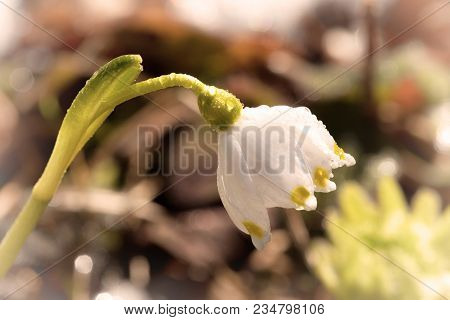 Spring Snowflake With Snow, Detail, Leucojum Vernum Amarylidaceae