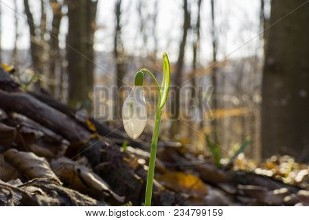 Close Up Of Single (one) And Snowdrop In Springtime With Sunglight In Forest. Beutiful Snowdrop At S