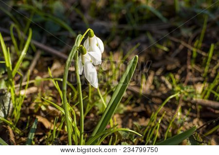 Close Up Of Snowdrops In Springtime With Sunglight In Dark Forest. A Lot Of Beutiful Snowdrops At Su
