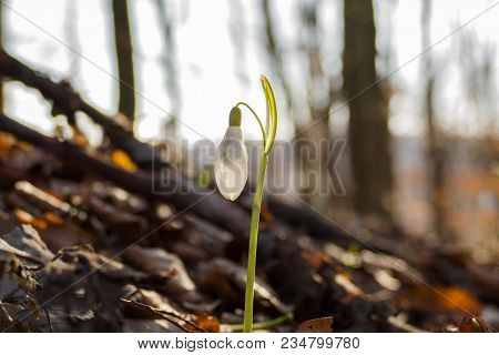 Close Up Of Single (one) And Snowdrop In Springtime With Sunglight In Forest. Beutiful Snowdrop At S