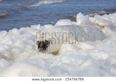 Sea Calf Baby Rest On The Ice On The Baltic Sea Coast