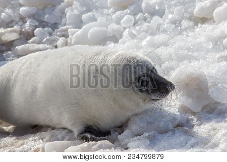 Sea Calf Baby Rest On The Ice On The Baltic Sea Coast